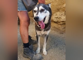 Mirari - Husky-Mix Hündin - bewegungsfreudig, offen, zutraulich