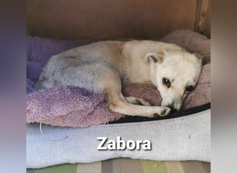 Zabora, kleines Wesen mit tollem Charakter....