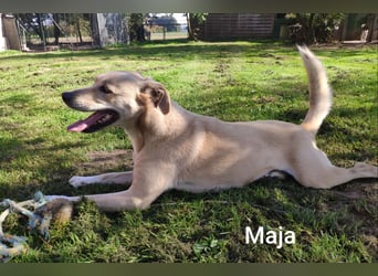 Maja, zierlich und hübsch und trotzdem alleine