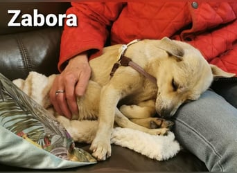 Zabora, kleines Wesen mit tollem Charakter....