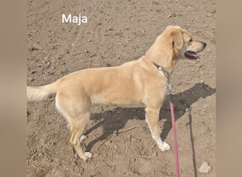 Maja, zierlich und hübsch und trotzdem alleine