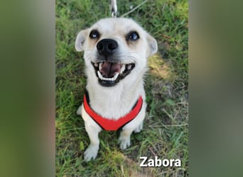 Zabora, kleines Wesen mit tollem Charakter....