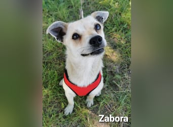 Zabora, kleines Wesen mit tollem Charakter....