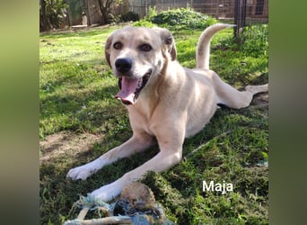 Maja, zierlich und hübsch und trotzdem alleine