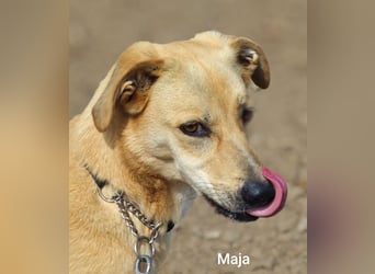 Maja, zierlich und hübsch und trotzdem alleine