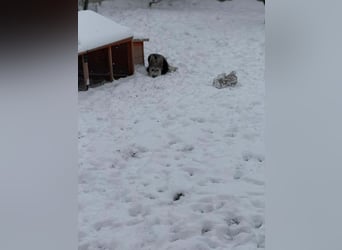 Anton quirliger Junghund auf 3 Beinen