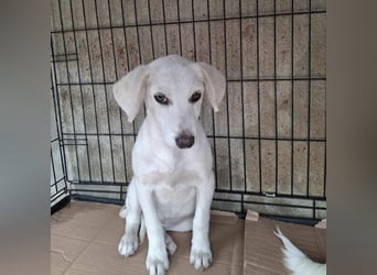 Isi sucht  ihr Zuhause