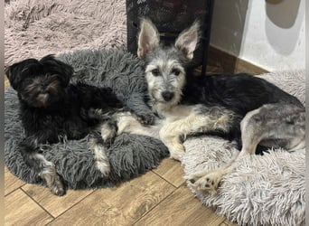 Anton quirliger Junghund auf 3 Beinen