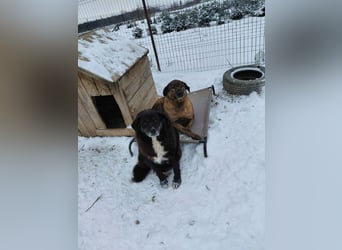 Bundesministerium Frieda