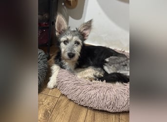 Anton quirliger Junghund auf 3 Beinen