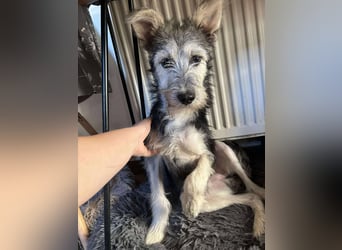 Anton quirliger Junghund auf 3 Beinen