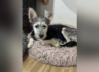 Anton quirliger Junghund auf 3 Beinen