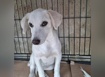 Isi sucht  ihr Zuhause