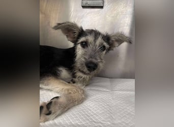 Anton quirliger Junghund auf 3 Beinen