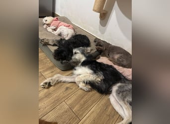 Anton quirliger Junghund auf 3 Beinen