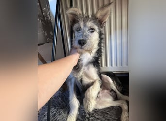 Anton quirliger Junghund auf 3 Beinen