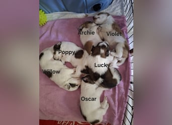 Lucky