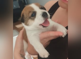 Archie