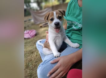 Archie