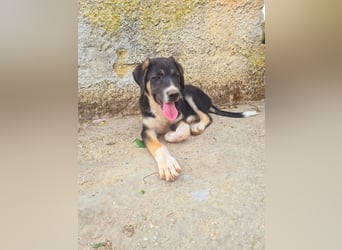 Moro