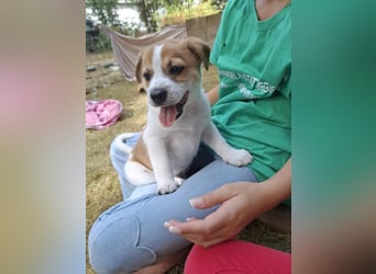 Archie