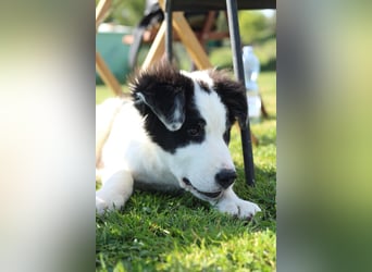 Zeus
