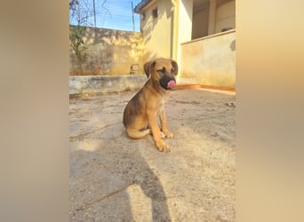 Enna
