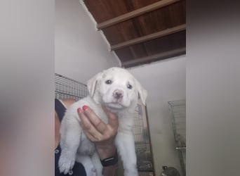 Pelosa