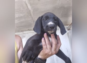 Temo