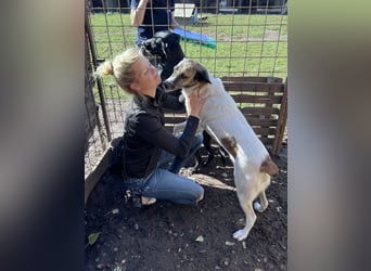 Carla ist eine entspannte Hündin