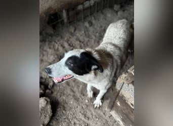 Lupi ist unwiderstehlich