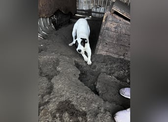 Lupi ist unwiderstehlich