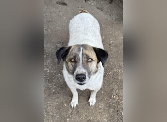 Carla ist eine entspannte Hündin
