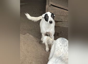 Lupi ist unwiderstehlich