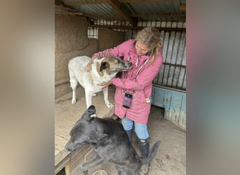 Carla ist eine entspannte Hündin