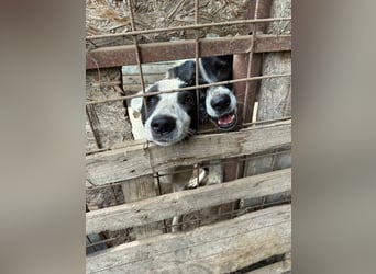 Flöti ist ein bezaubernder Bub