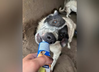 Flöti ist ein bezaubernder Bub
