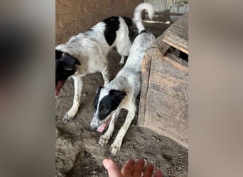 Flöti ist ein bezaubernder Bub