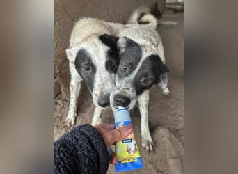 Lupi ist unwiderstehlich