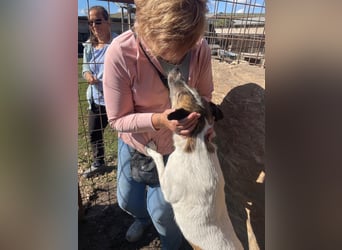 Carla ist eine entspannte Hündin