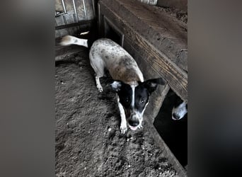 Flöti ist ein bezaubernder Bub