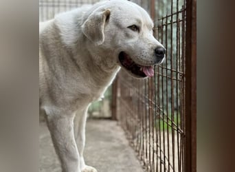 DÖMPER - Herzensriese sucht Zuhause