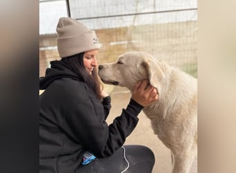DÖMPER - Herzensriese sucht Zuhause