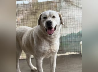 DÖMPER - Herzensriese sucht Zuhause