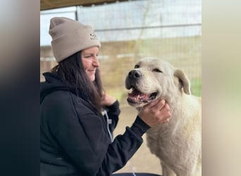 DÖMPER - Herzensriese sucht Zuhause