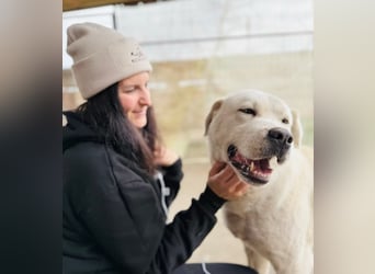 DÖMPER - Herzensriese sucht Zuhause