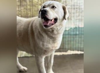 DÖMPER - Herzensriese sucht Zuhause