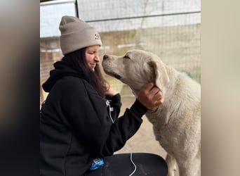 DÖMPER - Herzensriese sucht Zuhause