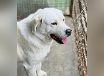 DÖMPER - Herzensriese sucht Zuhause