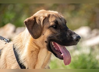 Kajan hofft, von seinen Menschen gefunden zu werden